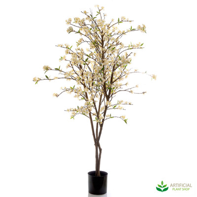 Cherry  Blossom Tree 1.5m