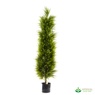 cypress pine tree 1.5m
