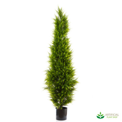 Cypress Pine Tree 1.8m