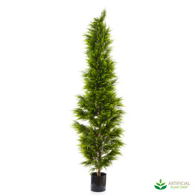Cypress Pine Tree 2m