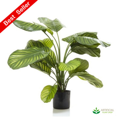 Calathea Fasciata 65cm
