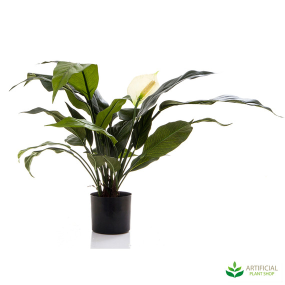 Spathiphyllum Lily White 53cm