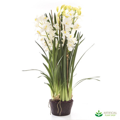 White Orchid 1.1m with paper pot