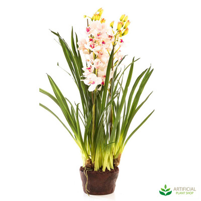 Light Pink Orchid 1.1m with paper pot
