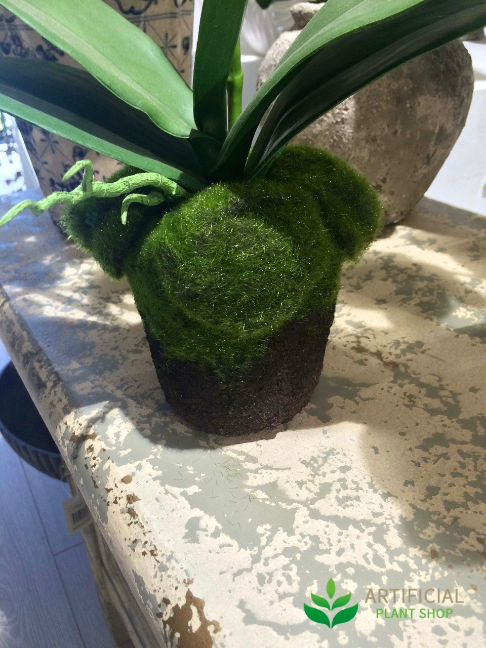 White Orchid 63cm with Moss Pot