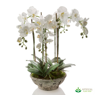 White Orchids in Round Pot 65cm