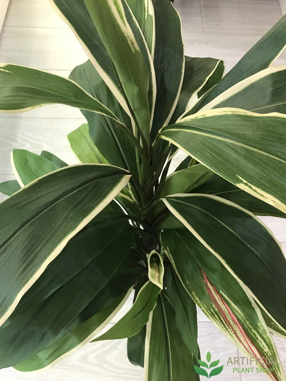 Cordyline Tree 80cm