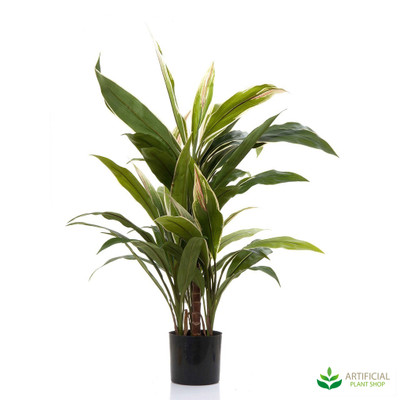 Cordyline Tree 80cm