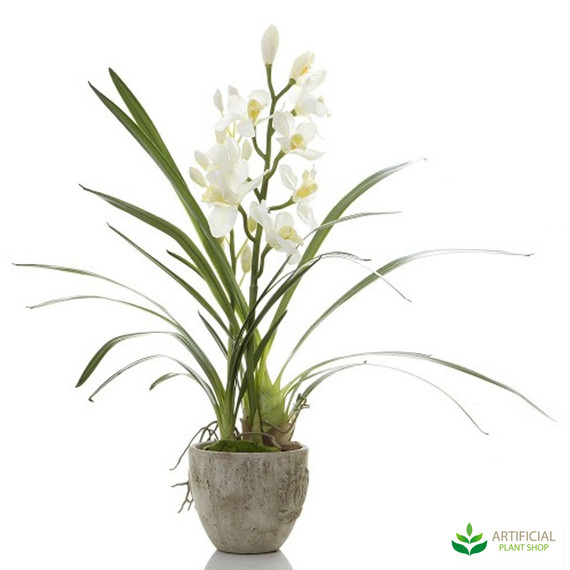 Cymbidium Orchid White in Pot 80cm