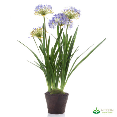 Agapanthus Purple in Paper Pot 1.1m