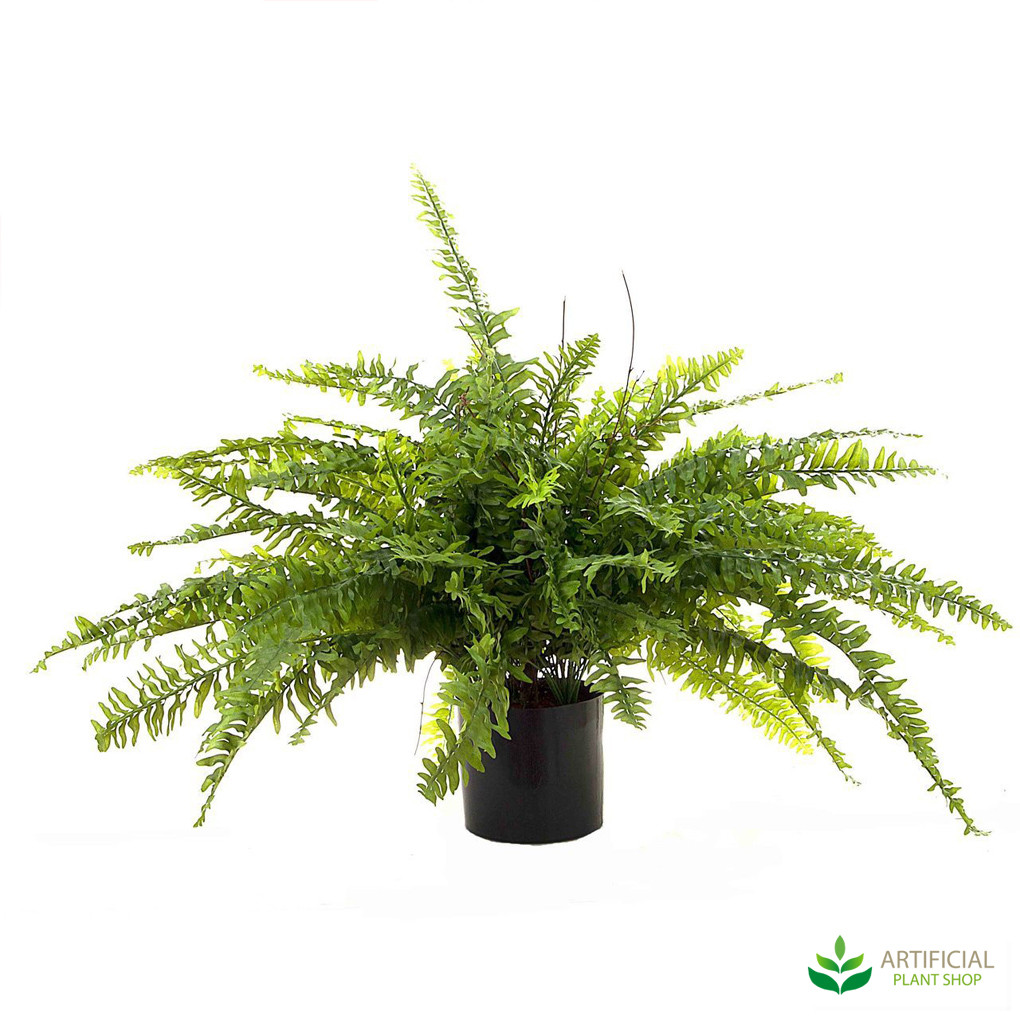 Boston Fern 80cm Boston Fern 80cm