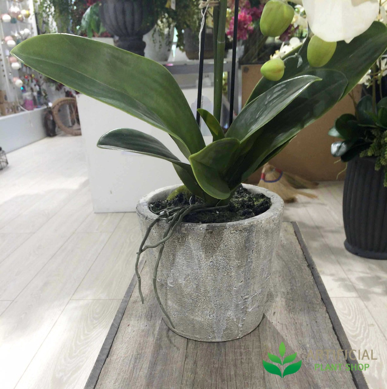 White Orchid in Clay Pot 84cm