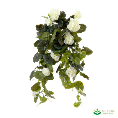 Geranium Bush Trail Cream 60cm (pack of 6)