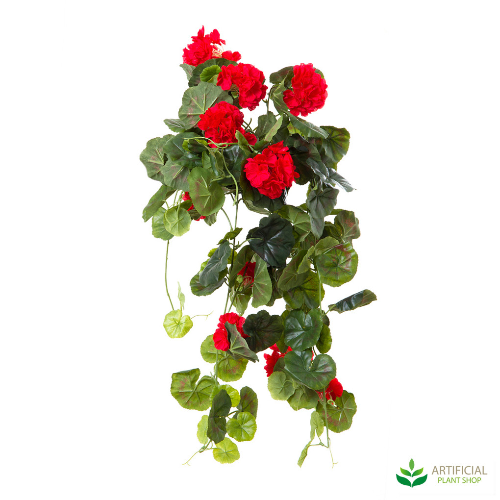 Geranium Bush Trail Red 60cm
