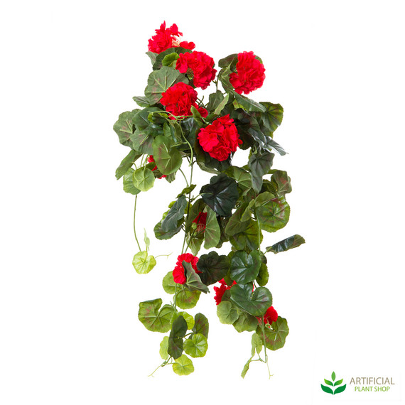 Geranium Bush Trail Red 60cm