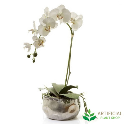 White Phal Orchid in Silver Pot 60cm