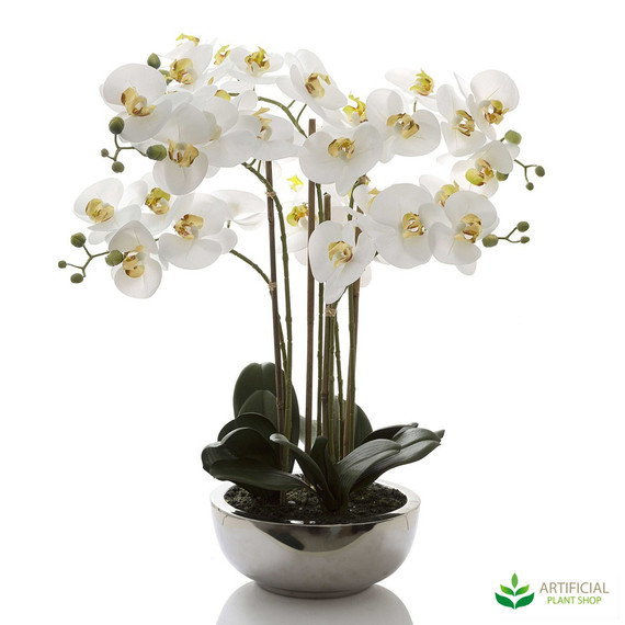 Phal Orchid in Silver Pot