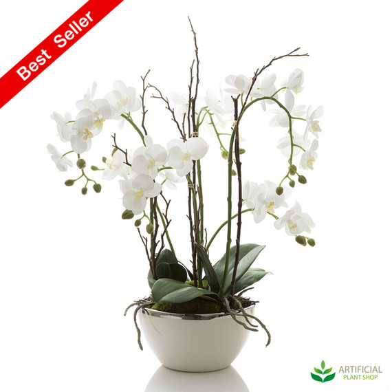 Orchid in White Pot with Silver Rim