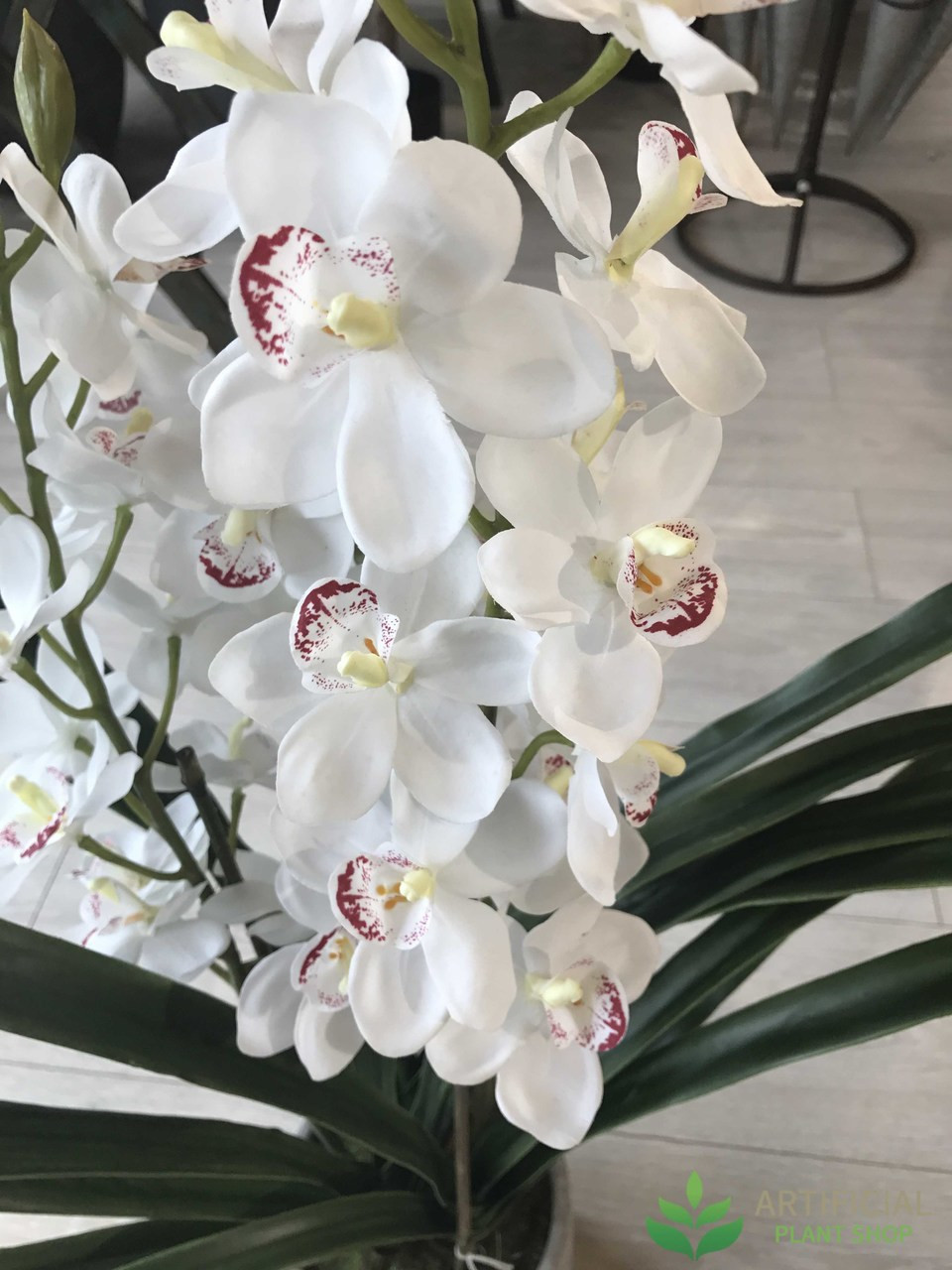 White Cymbidium Orchid In Pot 80cm