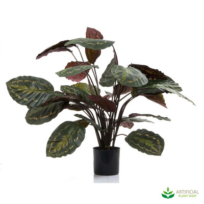 Calathea Fasciata Green/Red 65cm
