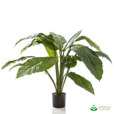 Spathiphyllum Potted 66cm