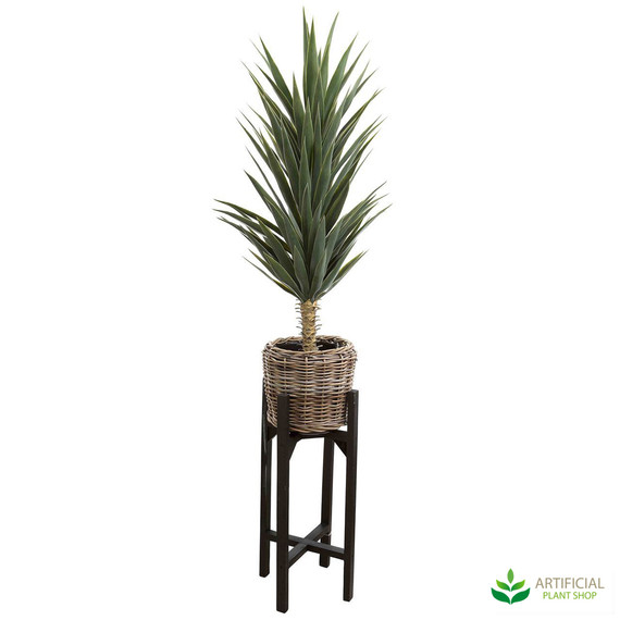 Green Yucca in pot stand 1.3m