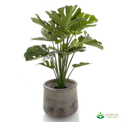 Monstera Potted 1m