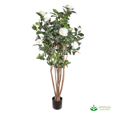 Camelia Japonica Tree 1.2m