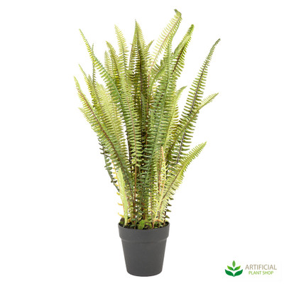 mountain fern potted 74cm
