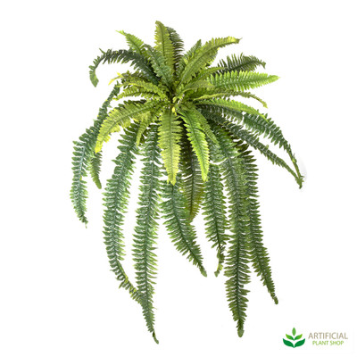 Boston Fern 45cm Boston Fern 45cm