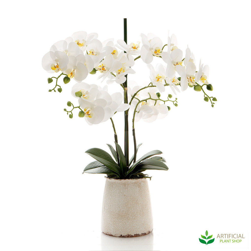 White Orchid In Ivory Pot 60cm
