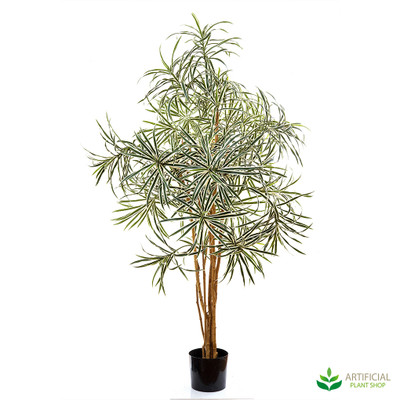 Premium Dracaena Tree Variegated 1.2m