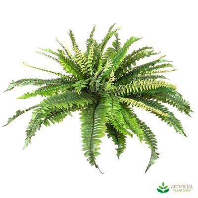 Boston Fern 45cm Boston Fern 45cm
