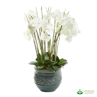 Phalaenopsis Orchid in planter