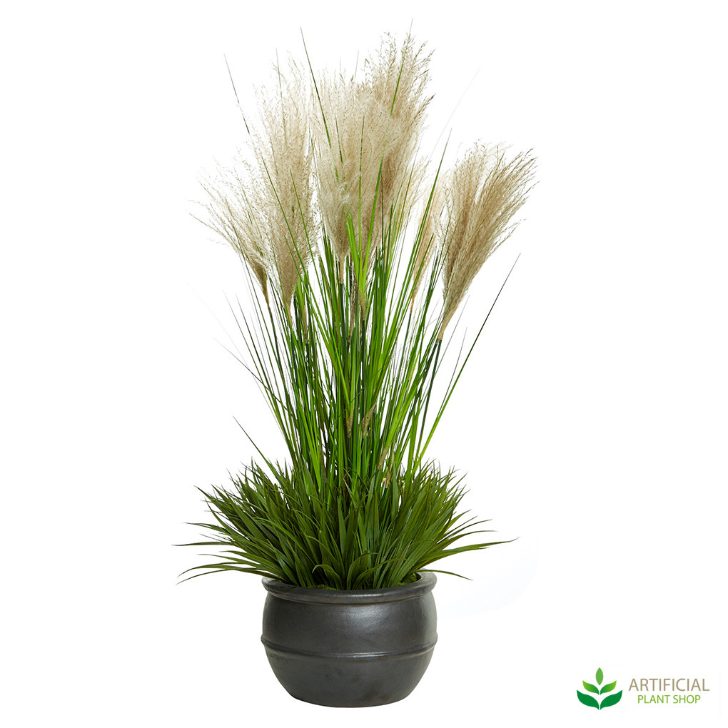 Pampas Grass in Black Planter 1m