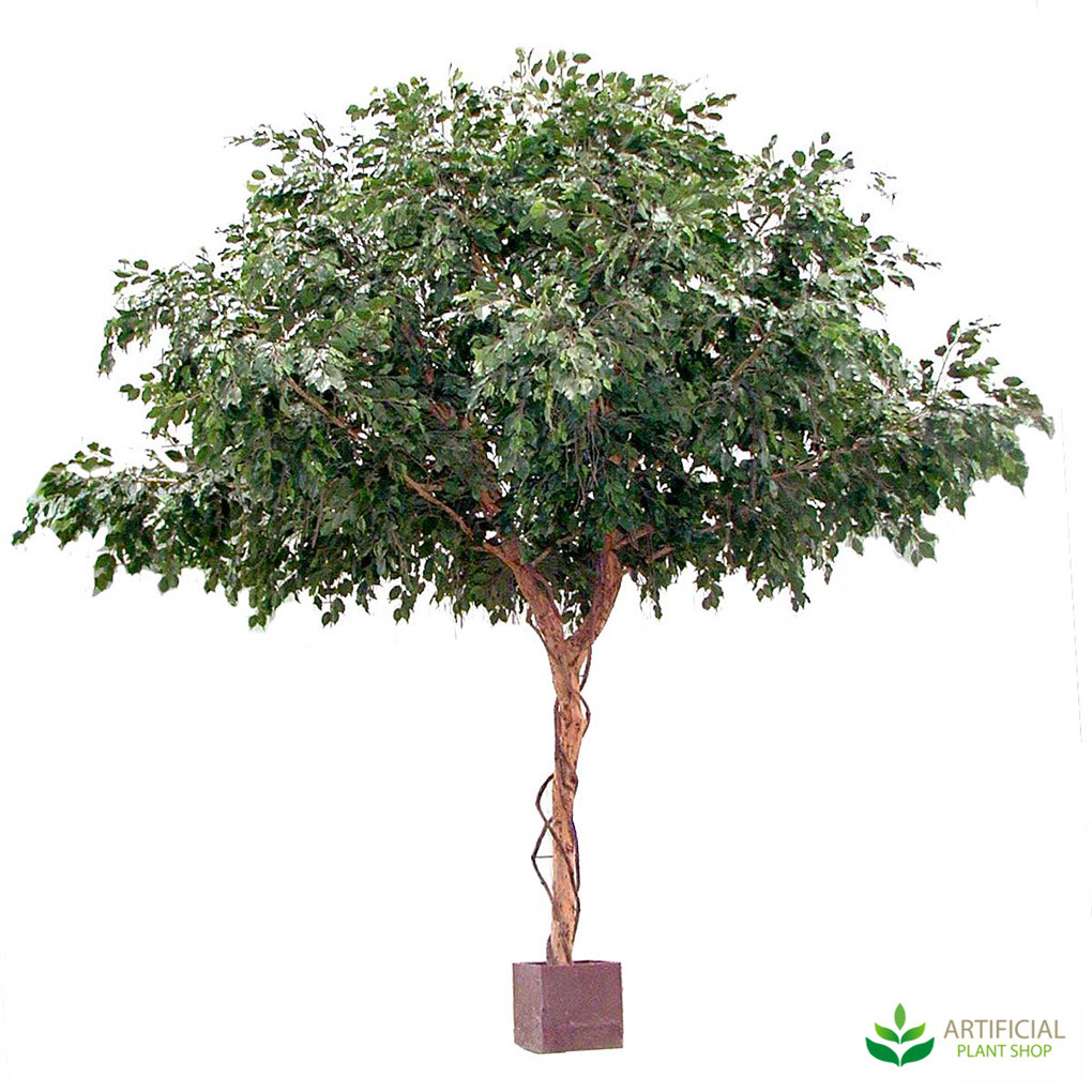Giant Ficus Umbrella Tree 3m
