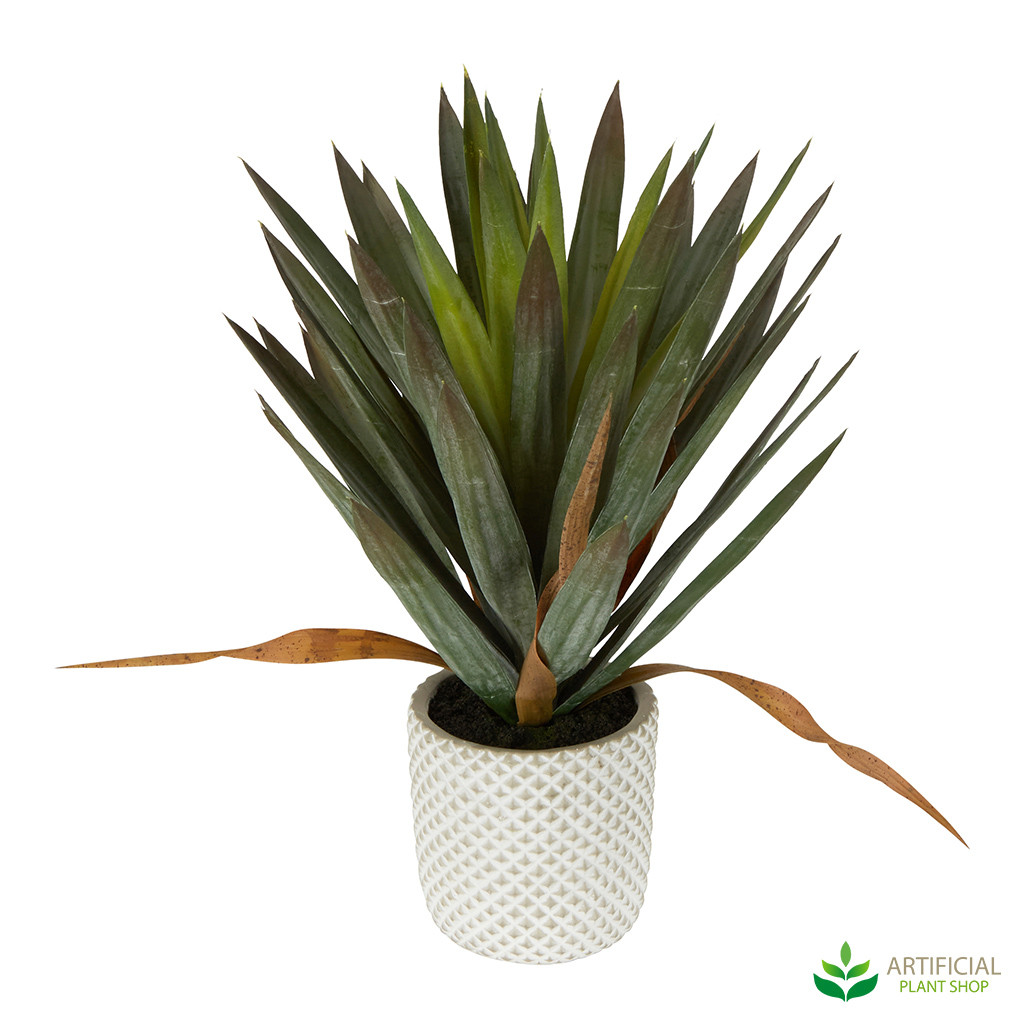 Yucca Gloriosa in Cement Pot 48cm