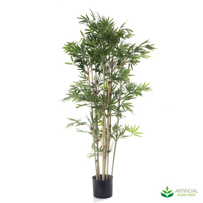 Japanese Bamboo 1.2m (Natural Trunks)
