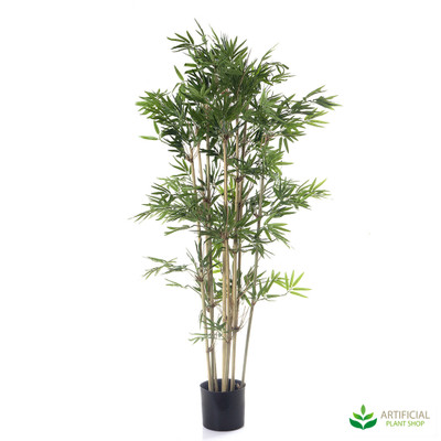 Japanese Bamboo 1.2m with natural trunks 