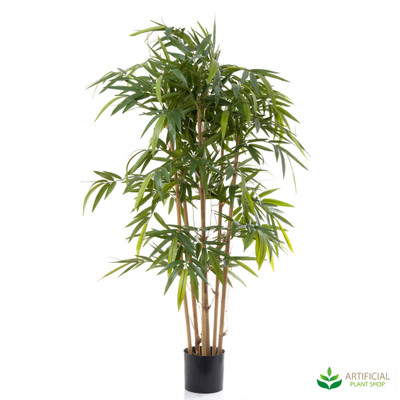 Bamboo Tree 1.5m with natural trunks