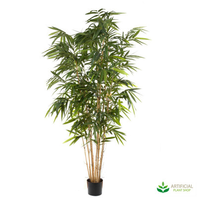 Bamboo Tree 2.4m (Natural  Trunks)