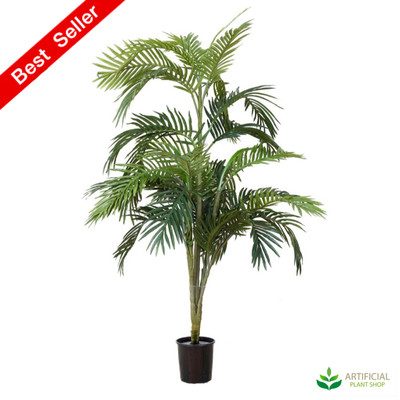 Areca Palm 1.2m with Black Pot