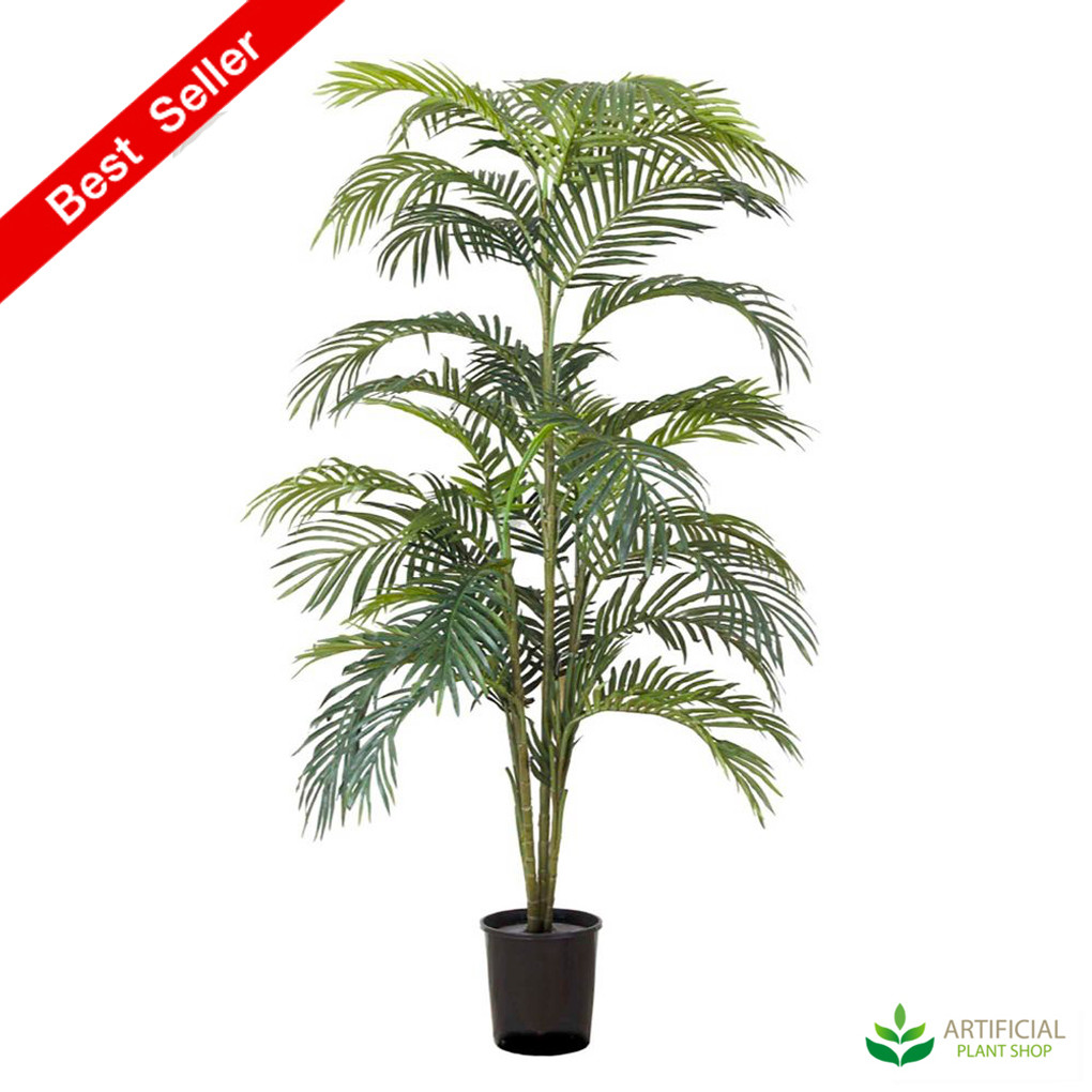 Areca Palm 1.8m with pot