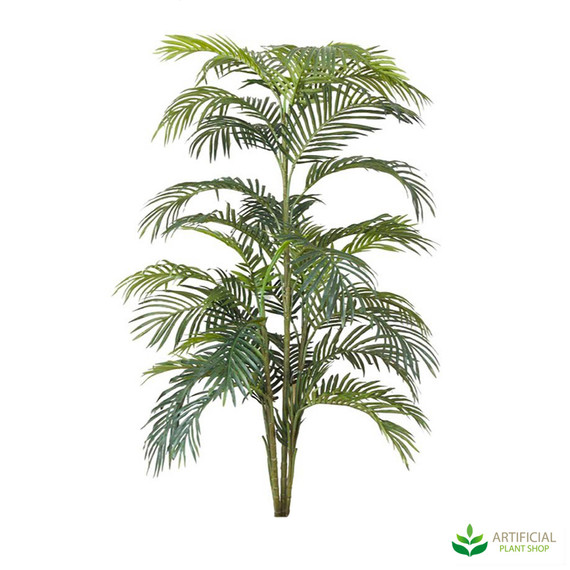 Areca Palm 1.8m without pot