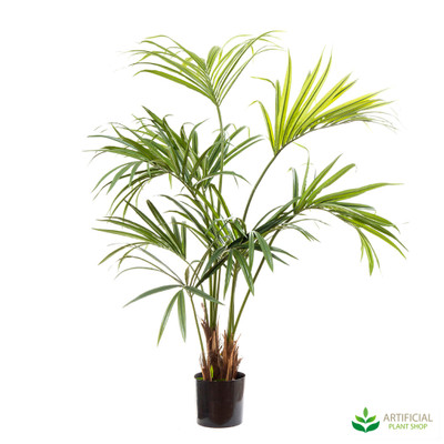 Kentia Palm 1.5m