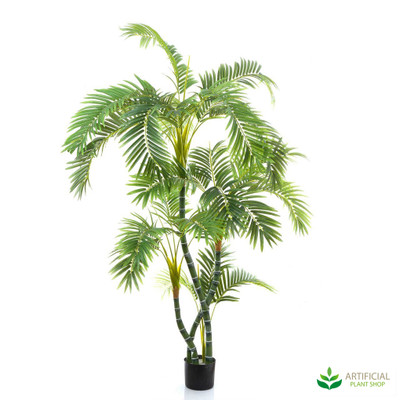 Parlour Palm 1.5m (Twisted Trunks)