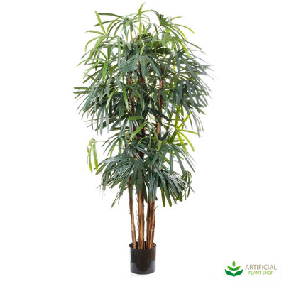 Raphis Palm 1.8m