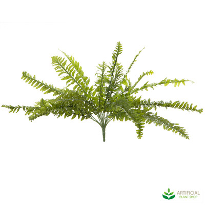 Boston Fern 48cm