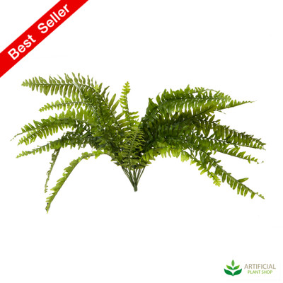 Boston Fern 65cm