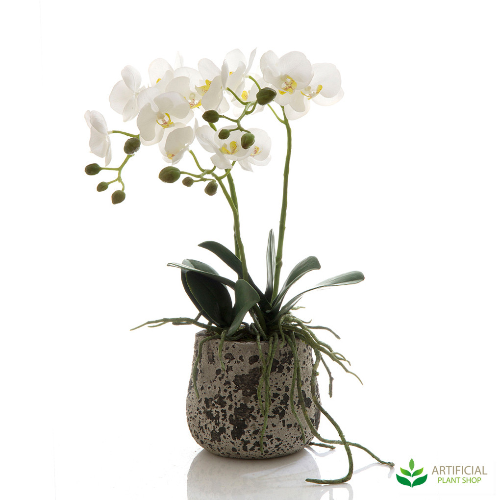 Orchid in Ceramic Pot 45cm